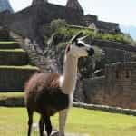 A llama outside of ruins in Peru.