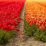 Holland Tulip Fields.